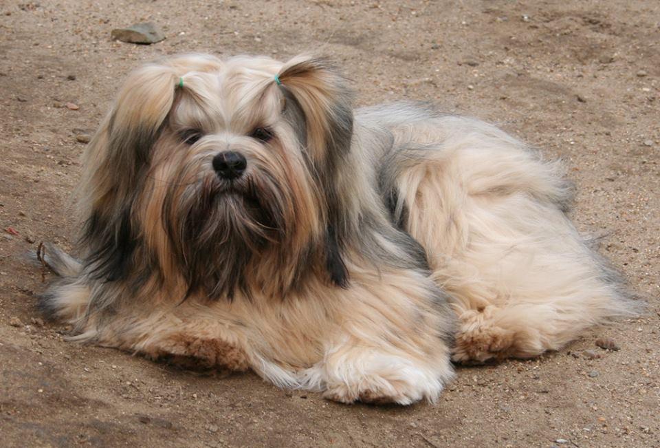 Lhasa Apso - Galerie | Internationaler Klub Für Tibetische Hunderassen E.V.